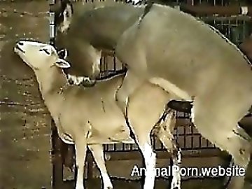 Animal Sex Video
